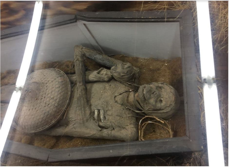 a mummified creature on display and under glass