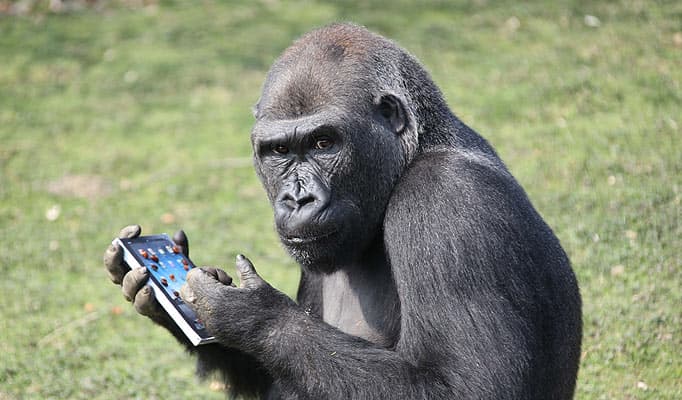gorillaipad