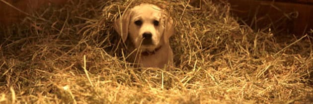 Courtesy of Anheuser-Busch